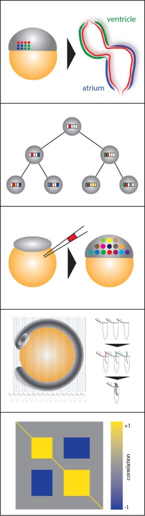 cartoons_recruitment